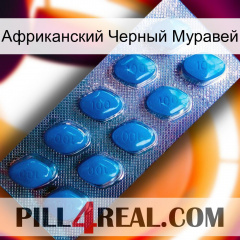 Африканский Черный Муравей viagra1